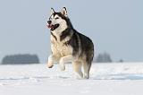 SIBERIAN HUSKY 215